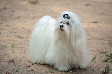Maltese dog close-up on a sandy background