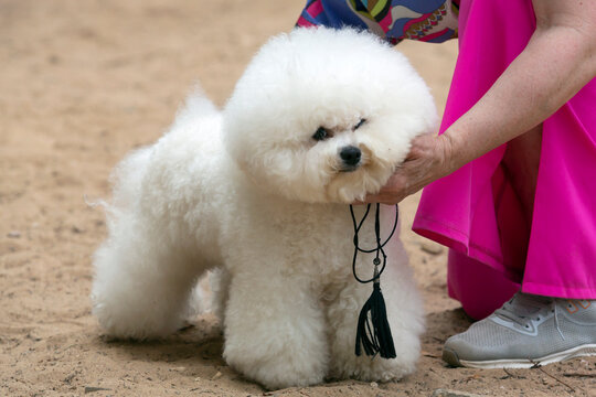 The Bichon Frise is a French small breed of dog from the group of bichons (lapdogs). At the dog show