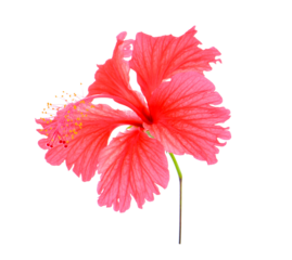 red flower on transparent png
