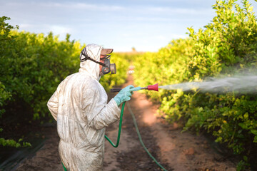 Farm worker wearing protective suit spraying pesticide on lemon trees at sunrise