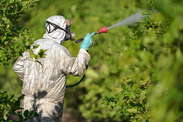 Farm worker spraying pesticide on lemon trees in protective suit