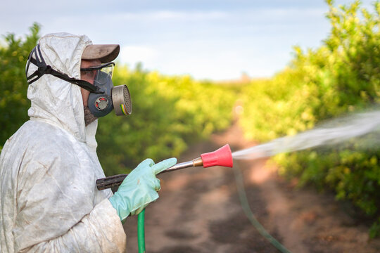 Farm worker in protective suit spraying pesticide on lemon trees