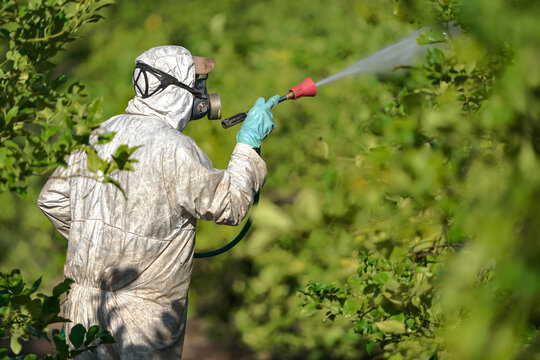 Farm worker spraying pesticide on lemon trees in protective suit