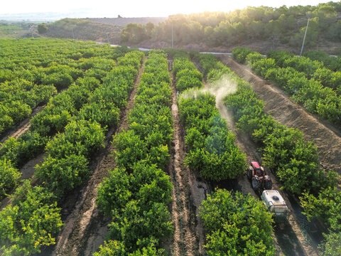 Farm worker spraying pesticide on lemon agricultural field