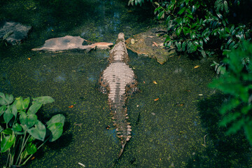 Looking down on an alligator head in green water