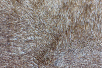 Background from gray deerskin. Skin of a short-haired grey-hoofed animal.