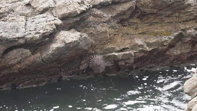 heliaster helianthus, sun star starfish, hanging on a rock surface at the paracas national reserve along the coastline of the pacific ocean in Peru.