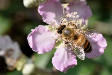 bee, Apis mellifera on blackberry flower