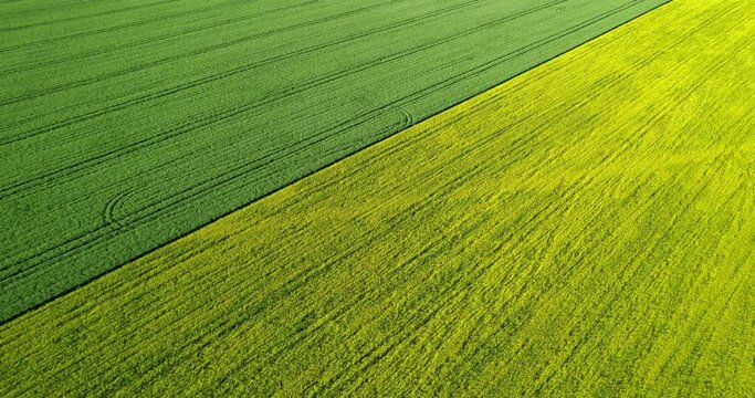 Agricultural field top view. Field with different crops, aerial view. Agricultural industry. Rapeseed or mustard field. Yellow field with flowering crops