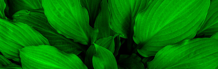 Green leaves texture. Banner of abstract nature leaf background.
