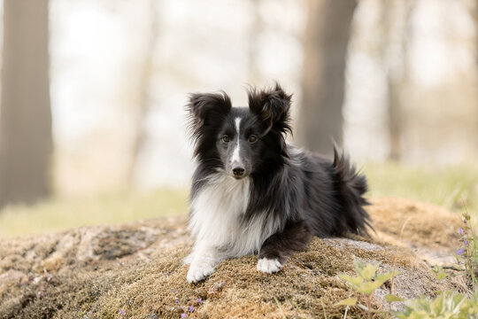 Sheltie dog in a beautiful forest landscape - a captivating image capturing the elegance of the breed amidst nature's beauty.