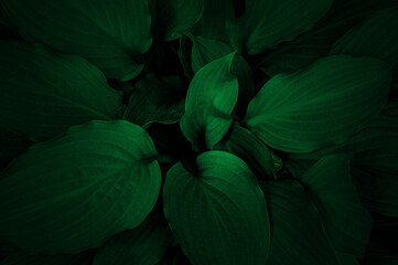 Dark green leaves texture. Abstract nature leaf background. Green leafs close up .