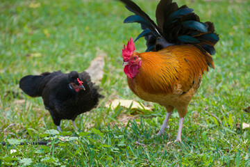 A colorful rooster on a green meadow with his hen