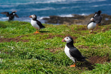 Atlantic puffin on the isle of Lunga in Scotland. The puffins breed on Lunga, a small island of the coast of Mull. 