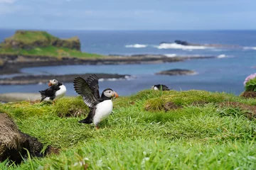 Atlantic puffin on the isle of Lunga in Scotland. The puffins breed on Lunga, a small island of the coast of Mull. 