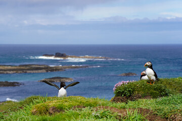 Atlantic puffin and Razorbill bird on the isle of Lunga in Scotland. Fratercula arctica bird and...