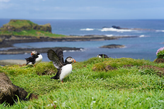 Atlantic puffin on the isle of Lunga in Scotland. The puffins breed on Lunga, a small island of the coast of Mull. 