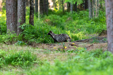 Fototapeta na wymiar The common raccoon dog (Nyctereutes procyonoides), also called the Chinese or Asian raccoon dog to distinguish it from the Japanese raccoon dog, the image shows the racoon venturing out of its habitat