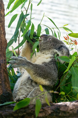 A cute of koala on the tree in zoo