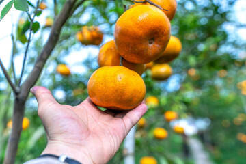 Farmers' hands hold ripe tangerines preparing to harvest for the Lunar New Year in the Mekong Delta region of Vietnam
