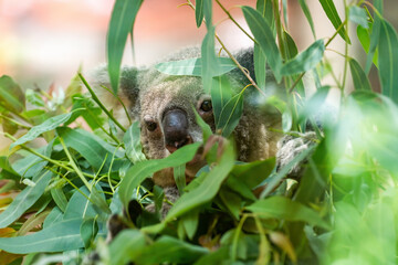A cute of koala on the tree in zoo