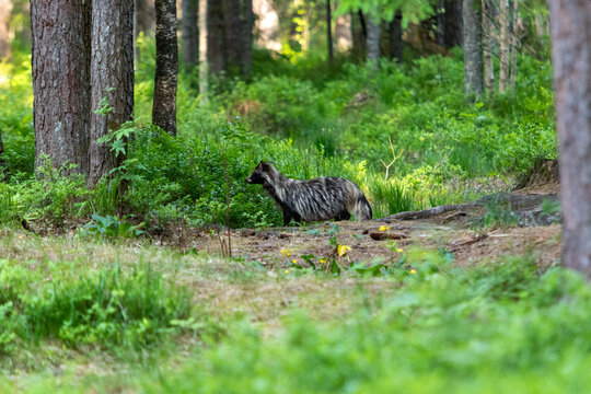 The common raccoon dog (Nyctereutes procyonoides), also called the Chinese or Asian raccoon dog to distinguish it from the Japanese raccoon dog, the image shows the racoon venturing out of its habitat