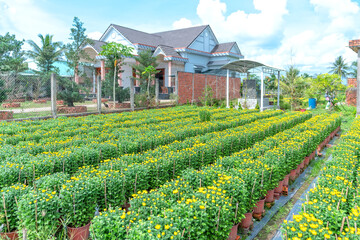 Fototapeta na wymiar Garden of Yellow Daisies, preparing to harvest in Cho Lach, Ben Tre, Vietnam. They are hydroponic planted in gardens around farmers' houses along Mekong Delta for sale during Lunar New Year