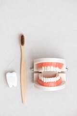 Tooth models and bamboo toothbrush and dental floss on gray background vertical photo