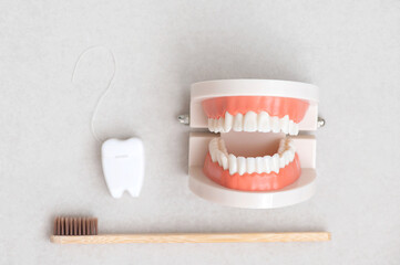 Tooth models and bamboo toothbrush and dental floss on gray background