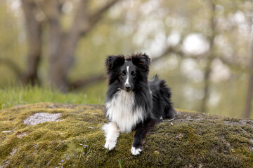 Fototapeta na wymiar Sheltie dog in a beautiful forest landscape - a captivating image capturing the elegance of the breed amidst nature's beauty.