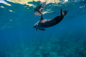 Obraz premium wildlife dolphin underwater