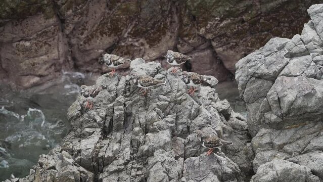 small seabirds sitting on a guano covered rock in Paracas national reserve in Peru.