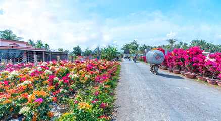 Drum village of bougainvillea blooms throughout Cho Lach to celebrate the Lunar New Year. This is the largest flower growing and supplying area in the Mekong Del - obrazy, fototapety, plakaty