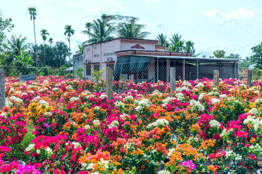 Drum village of bougainvillea blooms throughout Cho Lach, Ben Tre, Vietnam to celebrate the Lunar New Year. This is the largest flower growing and supplying area in the Mekong Delta of Vietnam