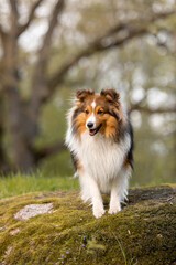 Plakat Sheltie dog in a beautiful forest landscape - a captivating image capturing the elegance of the breed amidst nature's beauty.