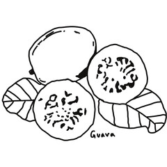 Guava doodle drawing, line draw of fruit and food