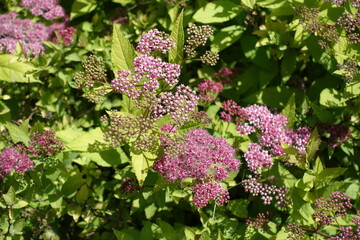 Not completely opened pink flowers and buds of Spiraea japonica in June