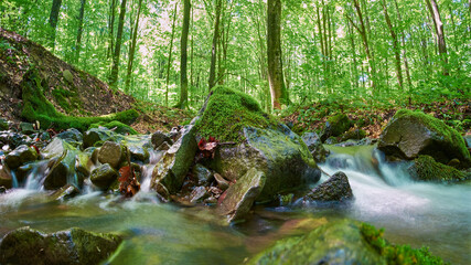 Naklejka na ściany i meble Forest stream close-up in the green summer forest