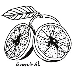 grapefruit doodle drawing, line draw of fruit and food