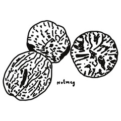 Nutmeg doodle drawing, line draw of fruit and food