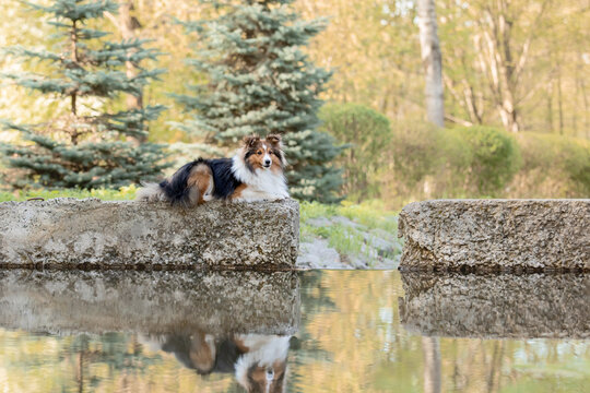 Sheltie dog in a stunning park near a serene water body, with a mesmerizing reflection in the water - a captivating stock photo showcasing the graceful beauty of the breed amidst the peaceful surround