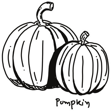 pumpkin drawing cartoon, pumpkin for cooking and food