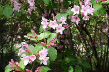 Corymbs of light pink flowers of Weigela florida in mid May