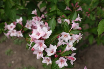 Florescence of Weigela florida in mid May
