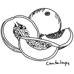 Cantaloups doodle drawing, line draw of fruit and food