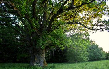 Fototapeta na wymiar the great oak