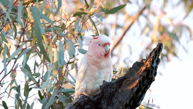 a sunrise close shot of a female major mitchell's cockatoo in a gum tree at western queensland, australia