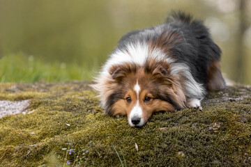 Sheltie dog in a beautiful forest landscape - a captivating image capturing the elegance of the...
