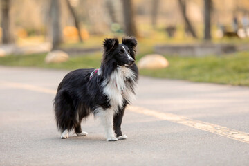 Active Sheltie dog enjoying a stroll in a beautiful park - a captivating stock photo capturing the energy and liveliness of the breed amidst the scenic surroundings.