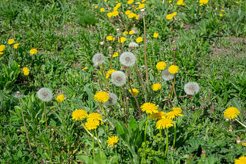 Dandelion. Plant A genus of perennial herbaceous plants of the Asteraceae family